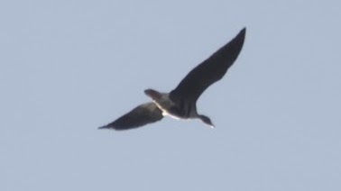 Greater White-fronted Goose