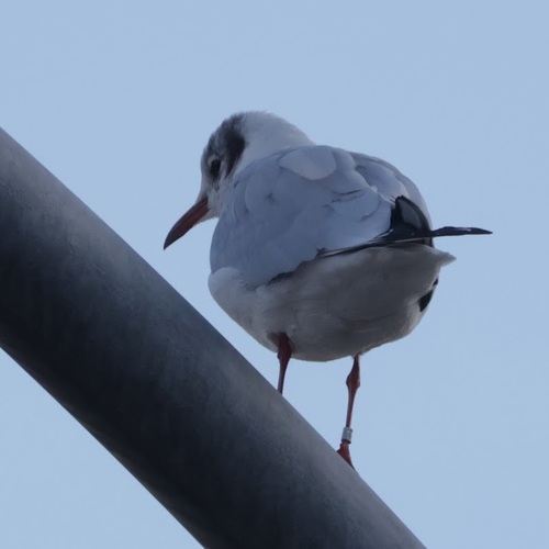 Black-headed Gull