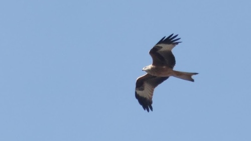 Red Kite