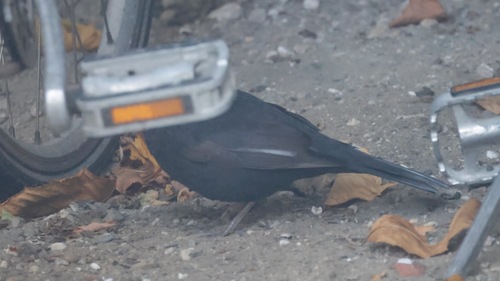 Eurasian Blackbird