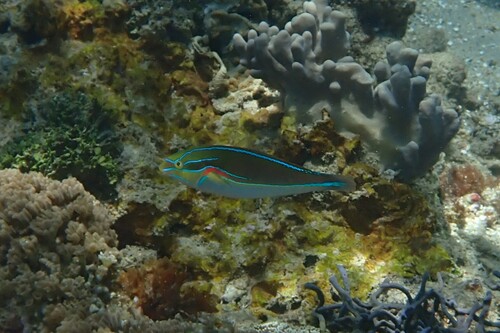 Stethojulis bandanensis observed 2026-10-19