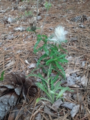 Cirsium repandum