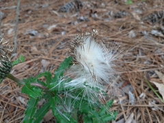 Cirsium repandum