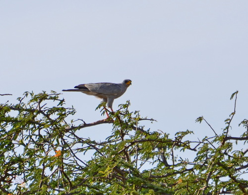 iNaturalist image