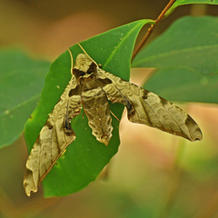 Protambulyx eurycles