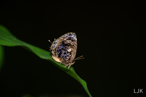 Arhopala abseus