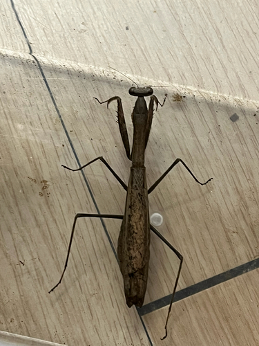 Asian Jumping Mantis