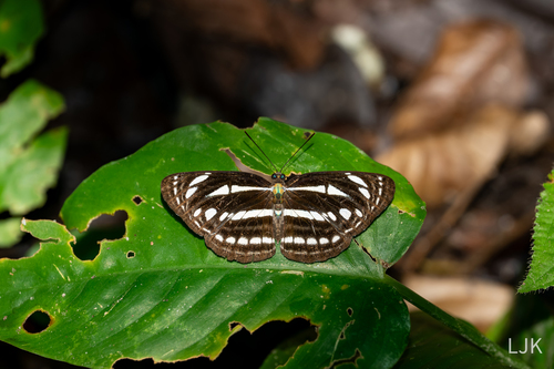 Neptis leucoporos