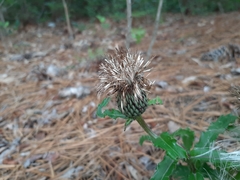 Cirsium repandum