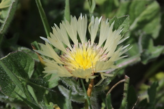 Centaurea pullata