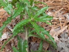 Cirsium repandum