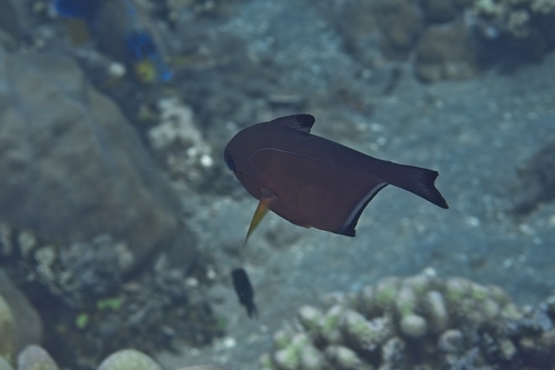 Pempheris vanicolensis observed 2026-10-15