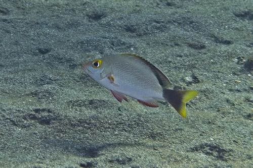 Lutjanus gibbus observed 2026-10-17