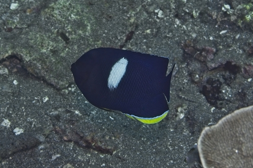Centropyge tibicen observed 2026-10-18