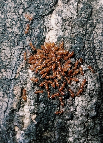 Crematogaster osakensis