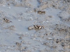 Macrophthalmus japonicus