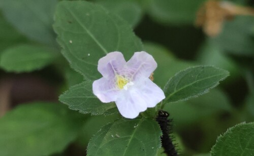 Strobilanthes observed 2026-10-19