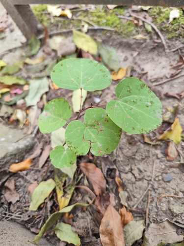 Judas-tree