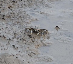 Macrophthalmus japonicus