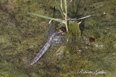 Erythrodiplax atroterminata