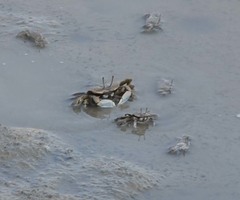 Macrophthalmus japonicus