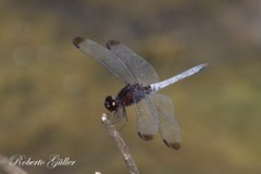 Erythrodiplax atroterminata