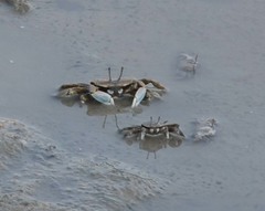 Macrophthalmus japonicus