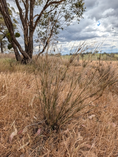 Austrostipa verticillata, 2026-10-19