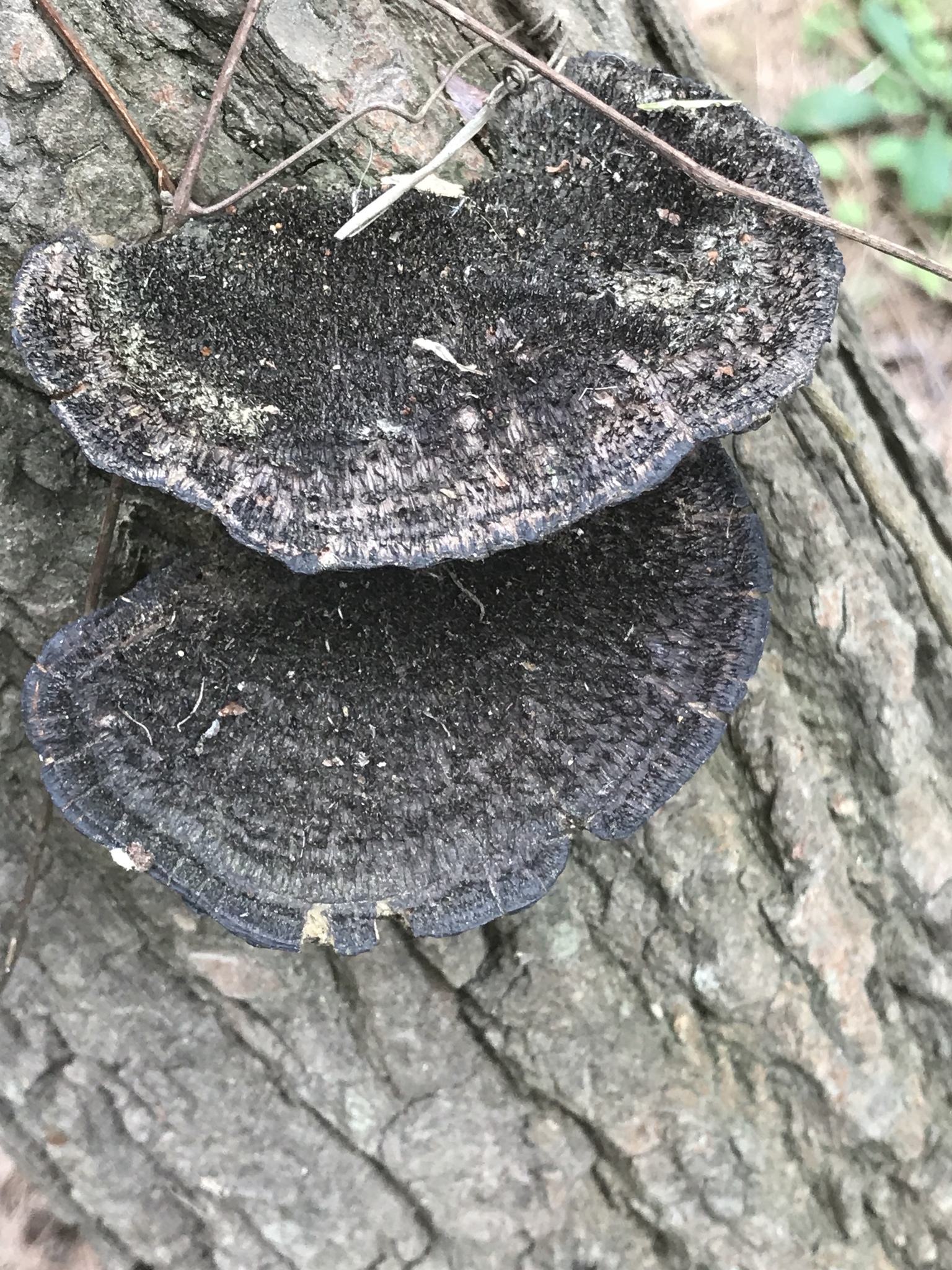 Hexagonia hydnoides image