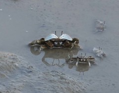 Macrophthalmus japonicus