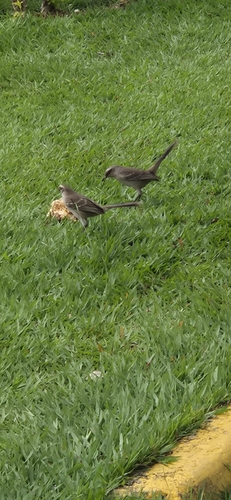 Chalk-browed Mockingbird