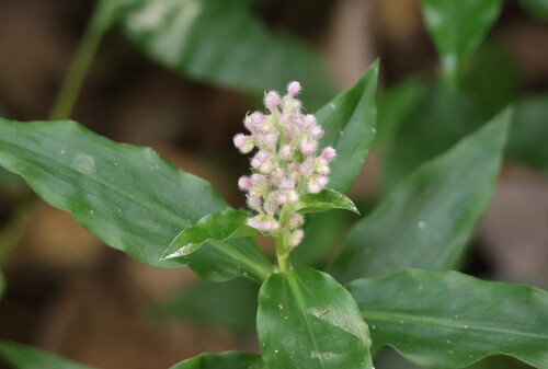 Floscopa scandens observed 2026-10-19