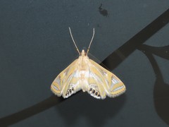 Eoophyla conjunctalis