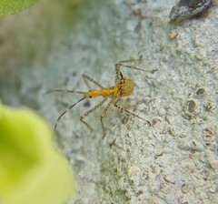 Heteroptera