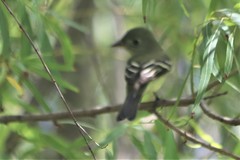 Empidonax flaviventris