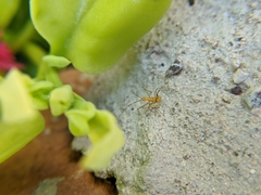 Heteroptera