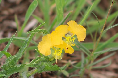 Commelina africana observed 2026-10-19