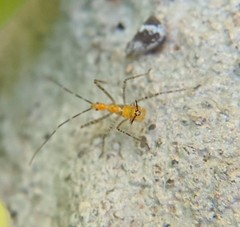 Heteroptera