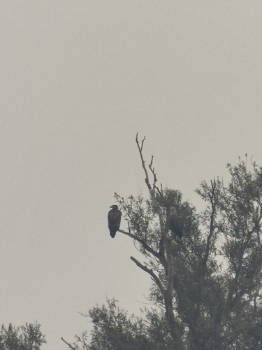 White-tailed Eagle
