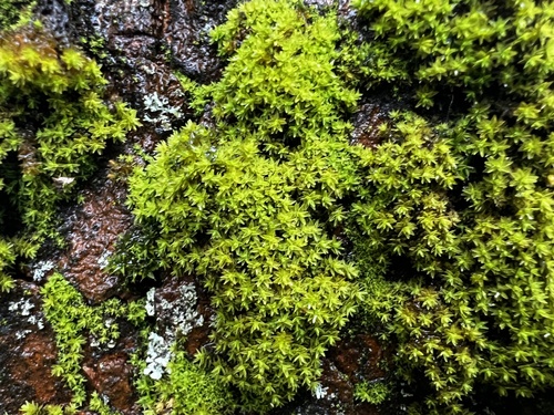 Nyholmiella obtusifolia observed 2026-10-19