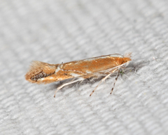 Cameraria quercivorella