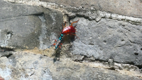 Ampulex compressa, 2026-10-19