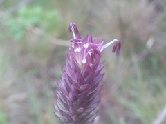 Phalaris californica