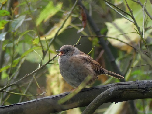 Dunnock