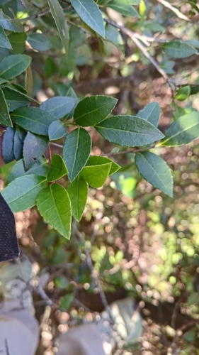 Vaccinium wrightii observed 2026-10-19