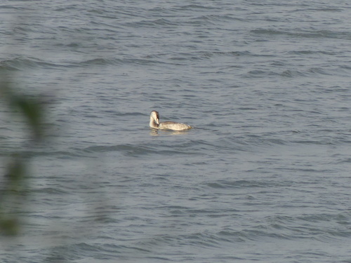 Great Crested Grebe