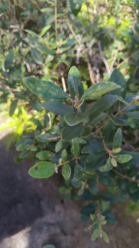 Rhodomyrtus tomentosa observed 2026-10-19