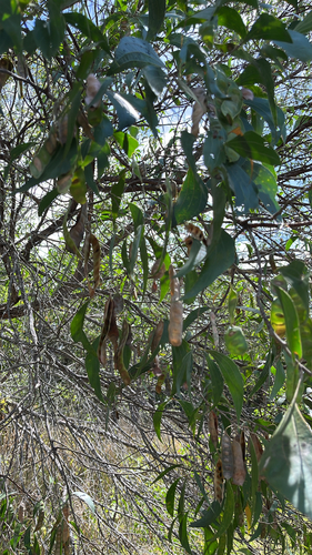 Acacia flavescens observed 2026-10-19