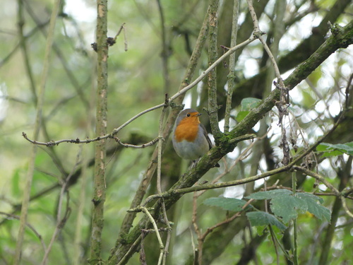 European Robin