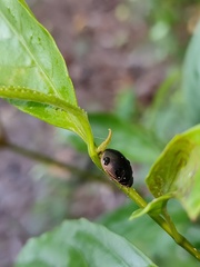 Brachyplatys punctipes